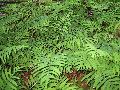 Sensitive Fern / Onoclea sensibilis 